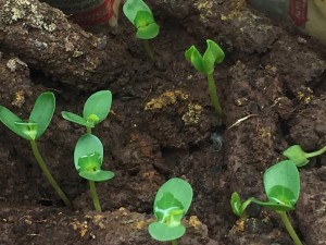 Partridge Pea cotyledons emerging from Guerrilla Droppings.