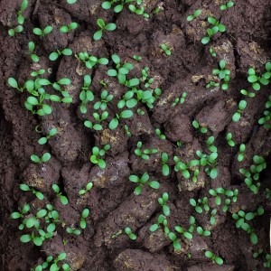 Clover growing from Guerrilla Droppings.